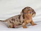 Two gorgeous KC registered miniature dachshunds available