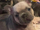 Reduced French bulldog puppies