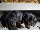 Pedigree standard dachshund puppy girls. READY to go now!