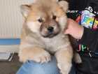 Non Shading Stunning chow chow puppies