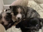 Dachshund mix puppies for sale