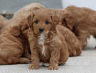 Stunning FOX RED Cavapoochon puppies for sale