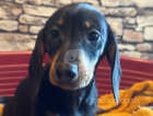 Last  black&tan boy dachshund puppy