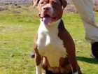 Xl bully female