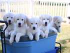 Fluffy Golden Retriever Puppies