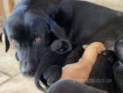 Beautiful black Labrador retriever puppies ready