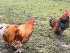 Two Pekin Bantam Cockrell's free to a good home
