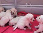 Beautiful golden retriever puppies ready 30/05