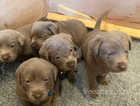 SILVER LABRADORS Born on 13th OF MARCH   KC  REG ECT