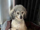 Beautiful Sable Toy Poodle