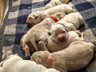 Chunky golden retriever pups