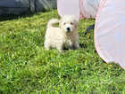 Beautiful F1 westie-poos READY NOW!! REDUCED