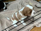 2 cavalier King Charles puppies for sale