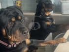 Three Rottweiler pups available