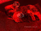 Yorkshire terrier x Pomeranian puppy's