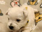 Beautiful Westie Pups