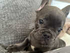 French bulldog puppies kc registered ready to leave !!one boy left
