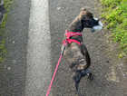 Urgently needed good home for boxer cross