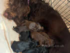 Labradoodle cross with cockapoo puppies for sale
