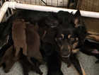 Choc Labrador x Border Collie (Borador) Puppies