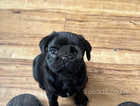 Pebbles black pug 8 weeks old ready for her forever home