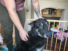 8 gorgeous german shepherd, lab vizla puppies