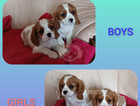Adorable Cavalier king charles spaniel puppies