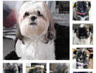 Shih Tzu puppies (all puppies reserved)