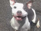 A 9 month old female for sale called narla