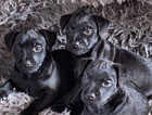 Patterdale puppies for sale