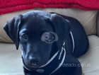 I have a beautiful 14 week black labrador for sale