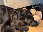 Beautiful KC puppies ** Price Reduced **