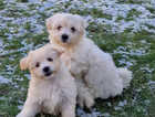 Two bonnie boy maltese pups ready for new home 11 weeks old