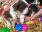 3 Springer Spaniels pups for sale, ready to go!