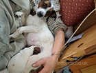 2 beautiful Jack russell puppies looking for a home