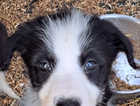 Beardie x border collie
