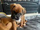 KC Registered Boxer puppies READY TODAY !!!!