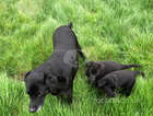Labrador X German Shepherd Puppies