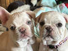 Gorgeous French bulldog puppies