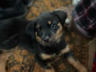 Rottweiler baby female for sale