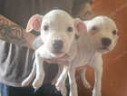 Staffordshire bull terries puppies  for sale