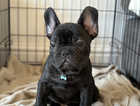 French bulldog 4 months old