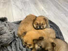 8 week chow chows ready to leave