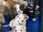 4 Stunning American Bulldog Girls looking for forever homes