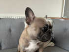 Micro French Bulldog, 14 months old, house trained.