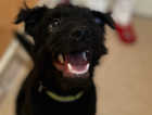 30 week old patterdale needs new home