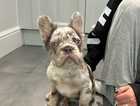 FLUFFY FRENCH BULLDOG MALES, 5 Months old