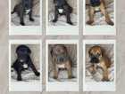 Highest Standard Cane Corso Puppies