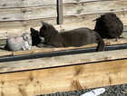 Missing Grey Cat