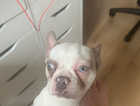 French bulldog to rehome